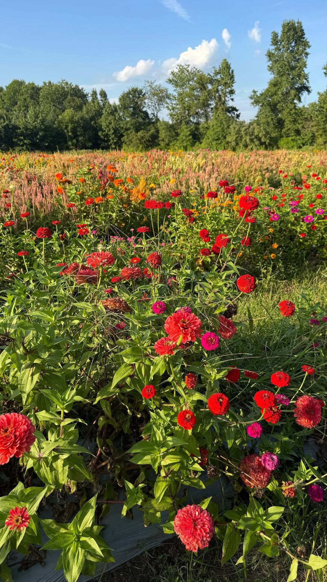 Rows of red, coral and pink zinnias in bloom at Dancer Farm in Plumstead, New Jersey