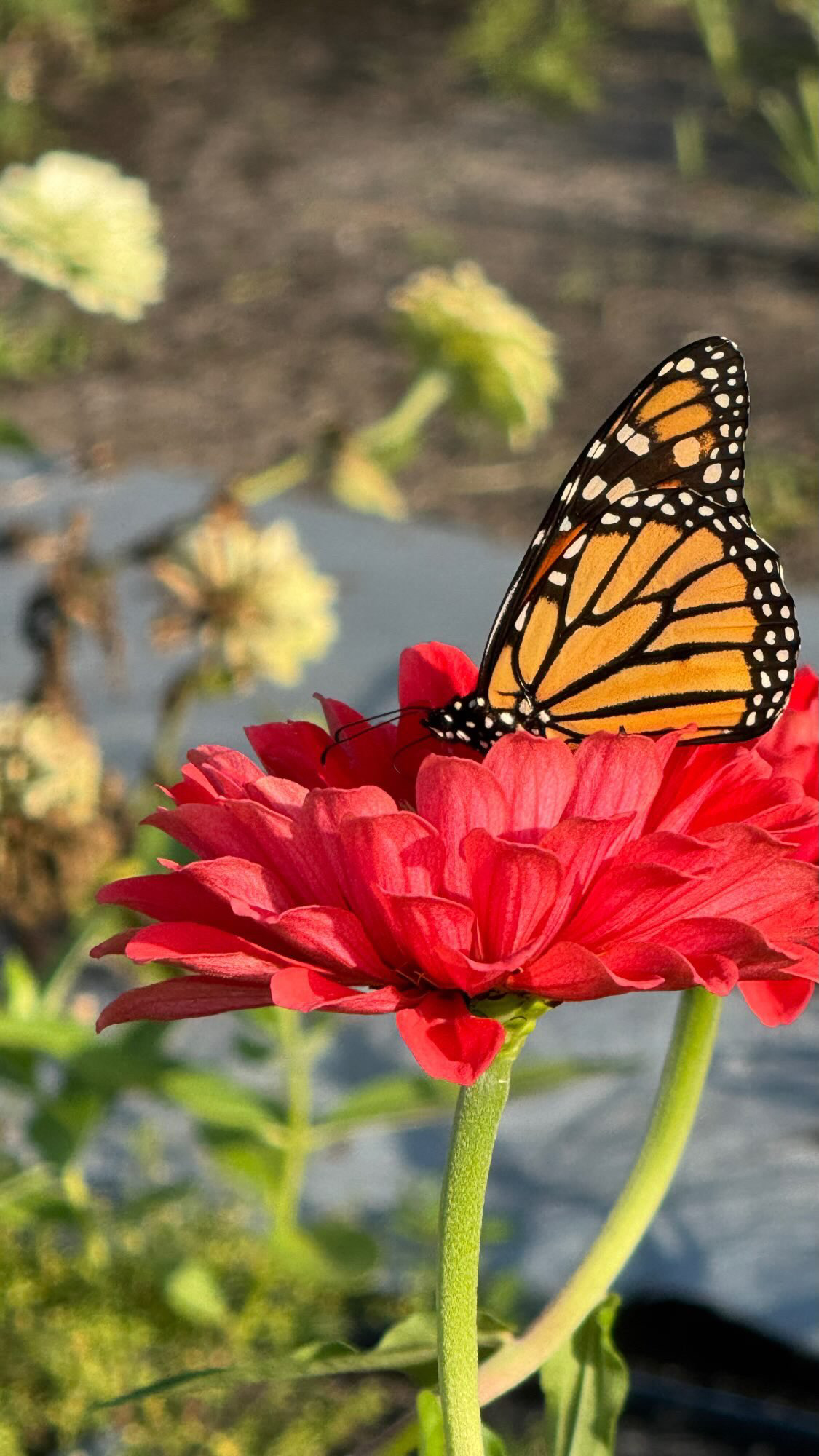 A monarch butterfly resting on a red zinnia at Dancer Farm in Plumstead, New Jersey